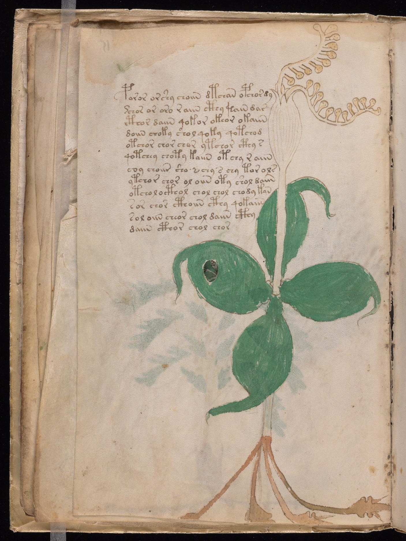 Original manuscript of Folio 15v Paris quadrifolia